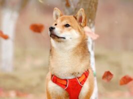 hiba köpeği, benzersiz görünüşü ve sadık kişiliğiyle köpek severlerin kalbini çalmıştır. Bu makalede, Shiba köpeğinin özelliklerini, bakımını ve neden bu kadar çok sevildiğini inceleyeceğiz.