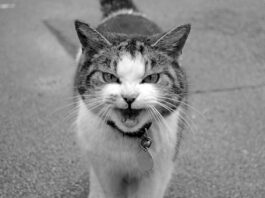kedilerin ağzı neden kokar? Bu makalede, kedi ağız kokusunun nedenleri, önleyici önlemler ve evcil hayvanınızın ağız sağlığını nasıl koruyacağınıza dair ipuçları hakkında bilgi vereceğiz.